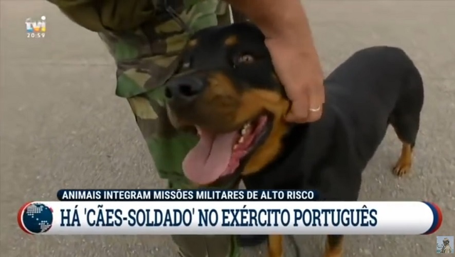 Cães de Guerra do Exercito Português